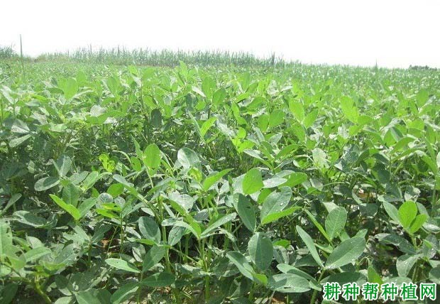 豫花7号花生品种好不好? 豫花7号花生品种好不好?