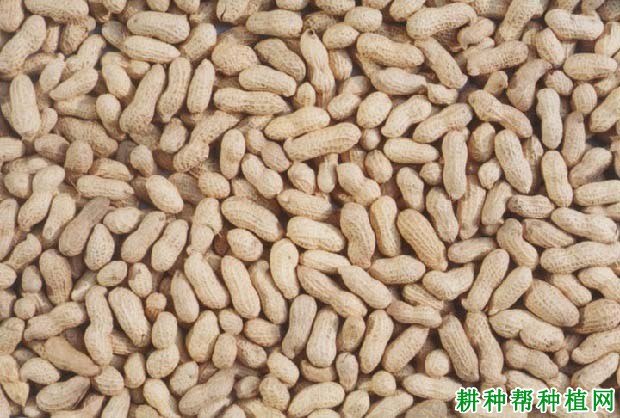豫花7号花生品种好不好? 豫花7号花生品种好不好?