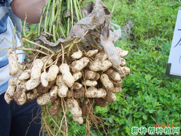 豫花7号花生品种好不好? 豫花7号花生品种好不好?