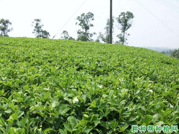 鲁花12号花生品种好不好？