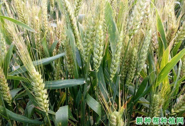 郑麦3596小麦品种好不好？