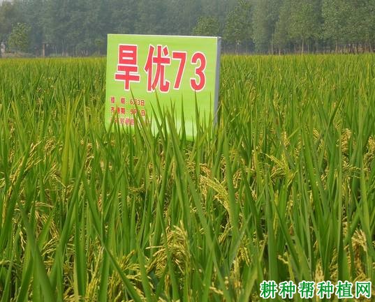 旱优73水稻品种好不好？