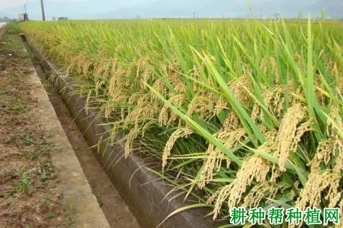 金粳818水稻品种好不好? 金粳818水稻品种好不好?