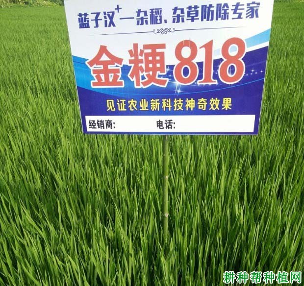 金粳818水稻品种好不好? 金粳818水稻品种好不好?