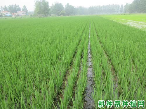 金粳818水稻品种好不好? 金粳818水稻品种好不好?