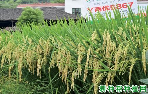 Y两优5867水稻品种好不好？