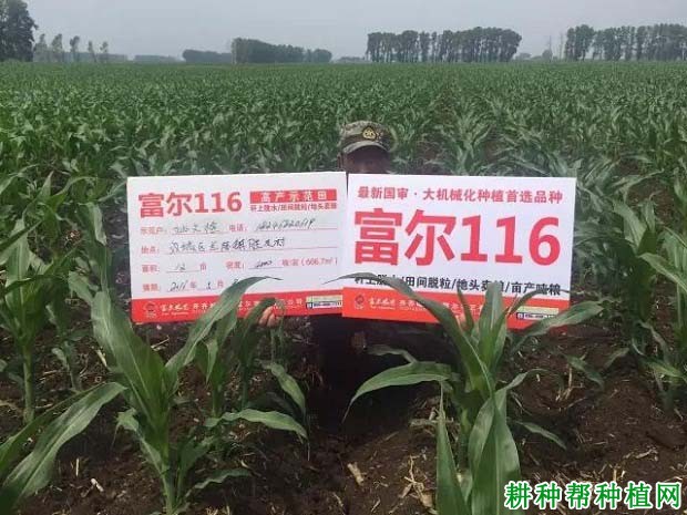 富尔116玉米品种好不好? 富尔116玉米品种好不好?