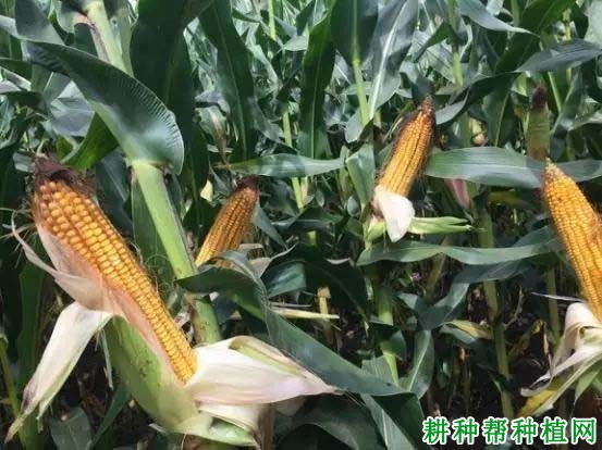 富尔116玉米品种好不好? 富尔116玉米品种好不好?