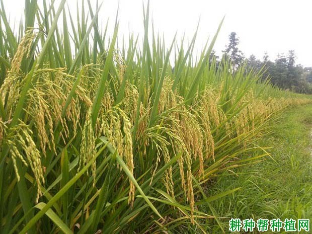 深两优862水稻品种好不好？