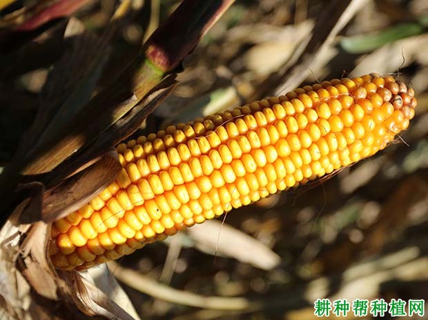 德美亚2号玉米品种好不好？