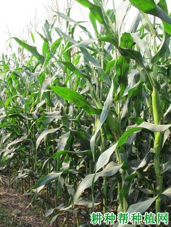 京科青贮516玉米品种好不好？