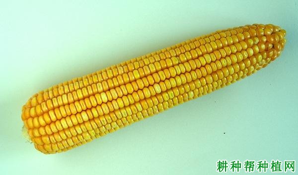 天玉168玉米品种好不好？