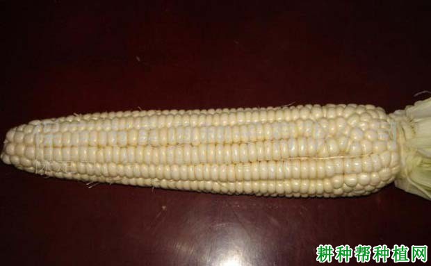 京科糯2000玉米品种好不好? 京科糯2000玉米品种好不好?