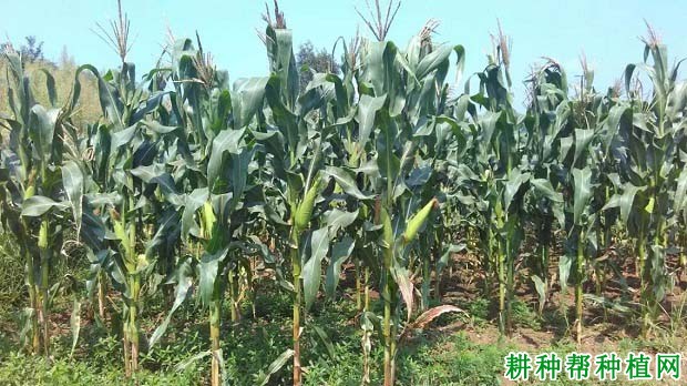 京科糯2000玉米品种好不好? 京科糯2000玉米品种好不好?