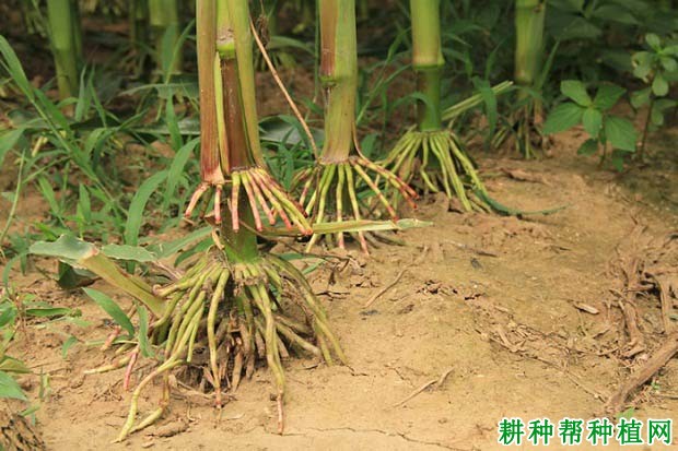 铁研58玉米品种好不好? 铁研58玉米品种好不好?