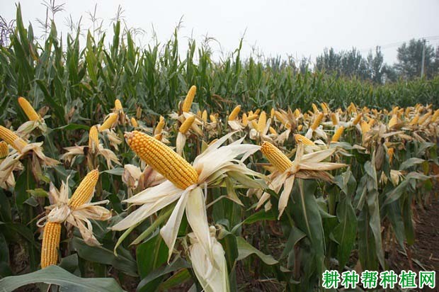 铁研58玉米品种好不好? 铁研58玉米品种好不好?