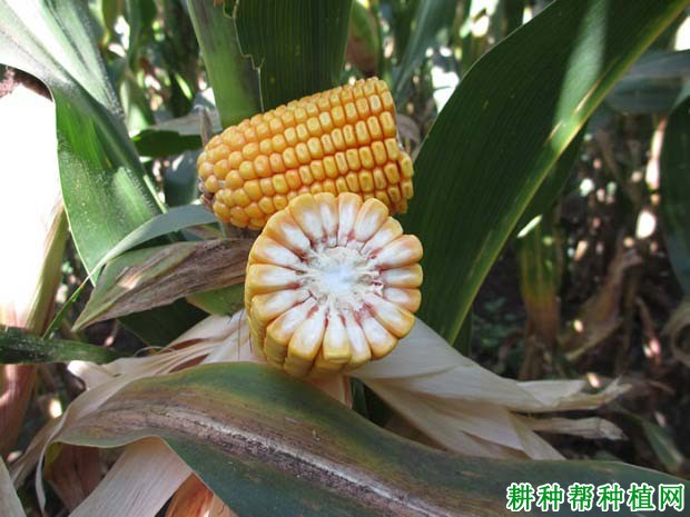 铁研58玉米品种好不好? 铁研58玉米品种好不好?