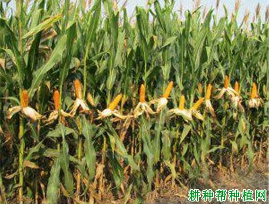 德单121玉米品种好不好? 德单121玉米品种好不好?