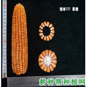 德单121玉米品种好不好? 德单121玉米品种好不好?