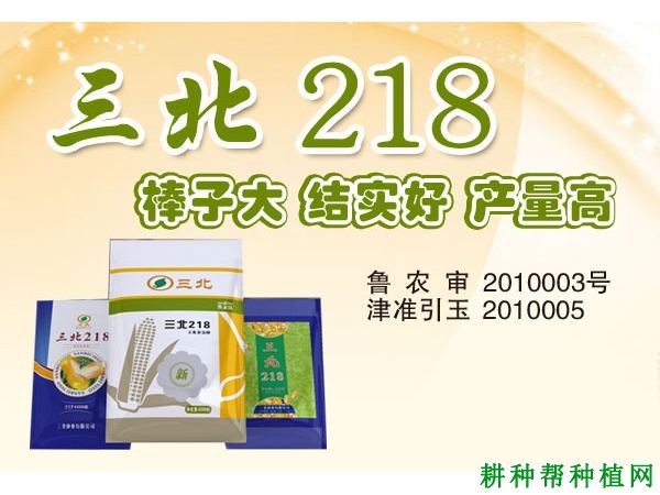 三北218玉米品种好不好? 三北218玉米品种好不好?