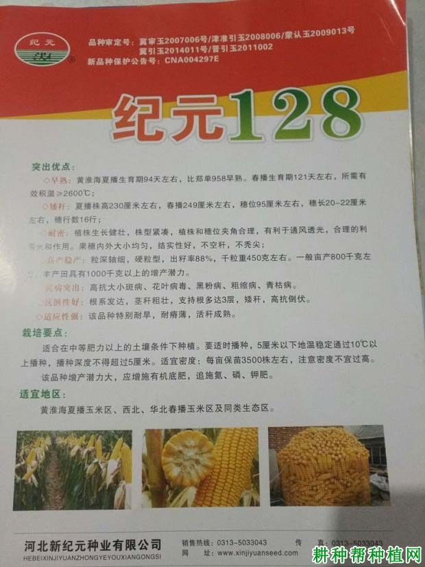 纪元128玉米品种好不好? 纪元128玉米品种好不好?