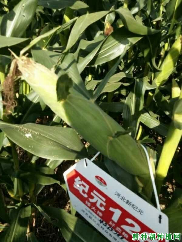 纪元128玉米品种好不好? 纪元128玉米品种好不好?