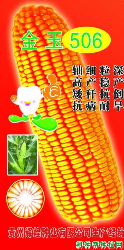 金玉506玉米品种好不好? 金玉506玉米品种好不好?