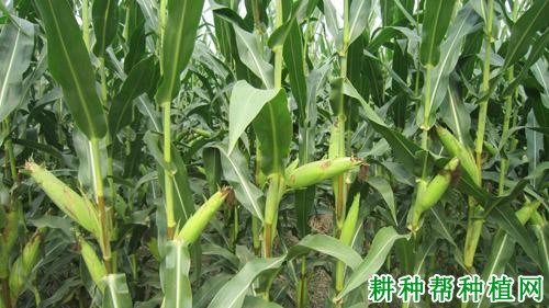 金玉506玉米品种好不好? 金玉506玉米品种好不好?