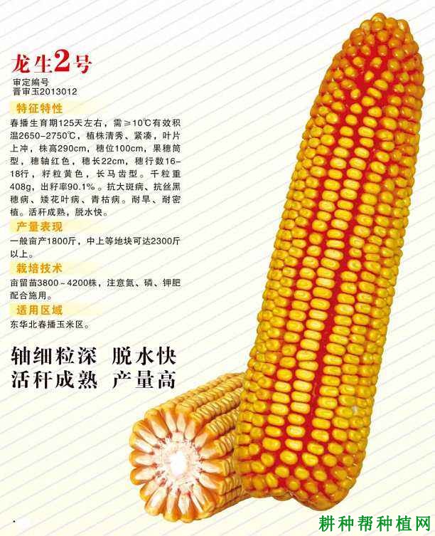 龙生2号玉米品种好不好? 龙生2号玉米品种好不好?