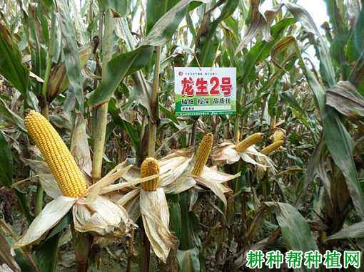 龙生2号玉米品种好不好? 龙生2号玉米品种好不好?