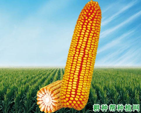 龙生2号玉米品种好不好? 龙生2号玉米品种好不好?