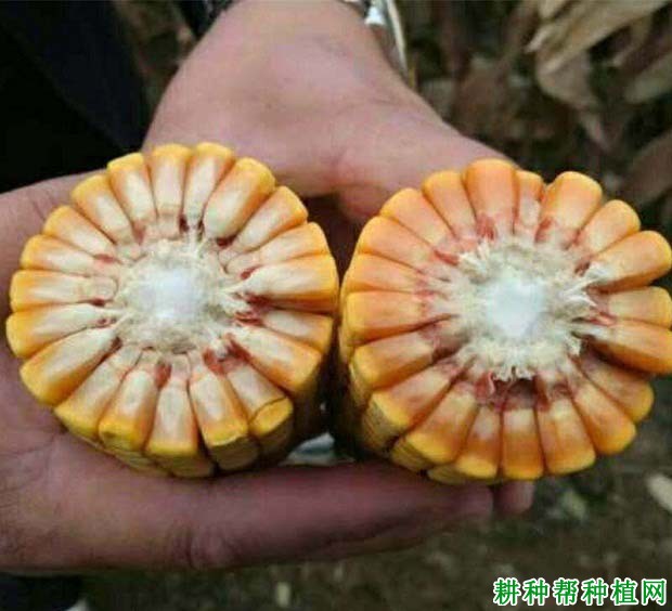 中迪985玉米品种好不好? 中迪985玉米品种好不好?