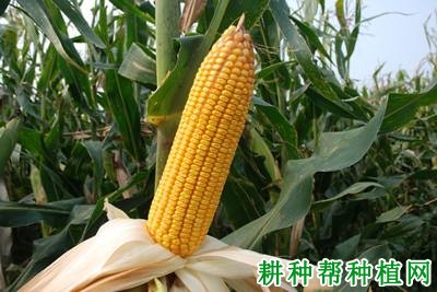 龙作1号玉米品种好不好? 龙作1号玉米品种好不好?