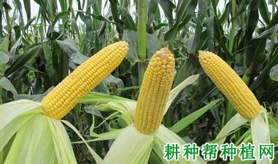 龙作1号玉米品种好不好? 龙作1号玉米品种好不好?