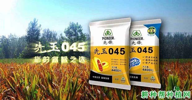 先玉045玉米品种好不好? 先玉045玉米品种好不好?