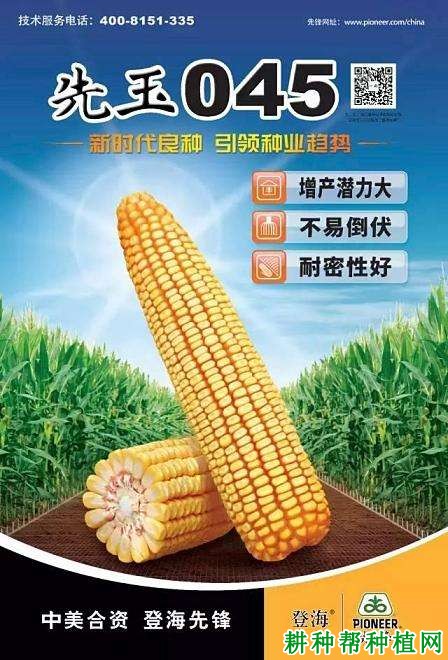 先玉045玉米品种好不好? 先玉045玉米品种好不好?