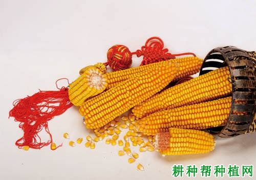 大民707玉米品种好不好? 大民707玉米品种好不好?