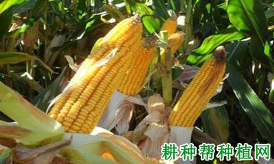 大民707玉米品种好不好? 大民707玉米品种好不好?