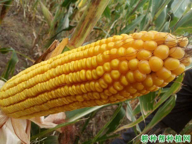 五谷704玉米品种好不好? 五谷704玉米品种好不好?