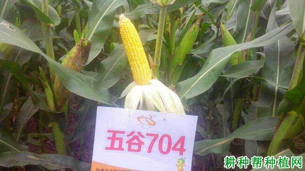 五谷704玉米品种好不好? 五谷704玉米品种好不好?