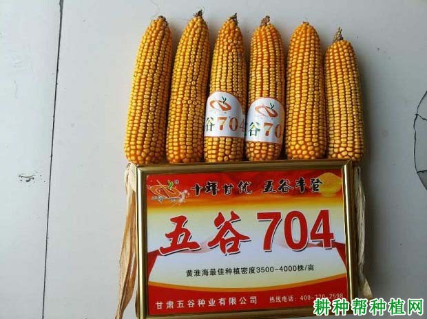 五谷704玉米品种好不好? 五谷704玉米品种好不好?