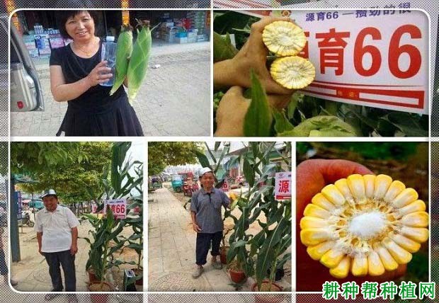 源育66玉米品种好不好? 源育66玉米品种好不好?