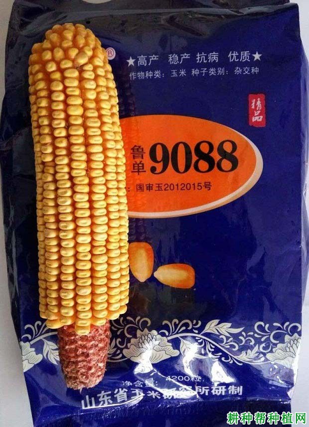 鲁单9088玉米品种好不好? 鲁单9088玉米品种好不好?