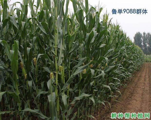 鲁单9088玉米品种好不好? 鲁单9088玉米品种好不好?