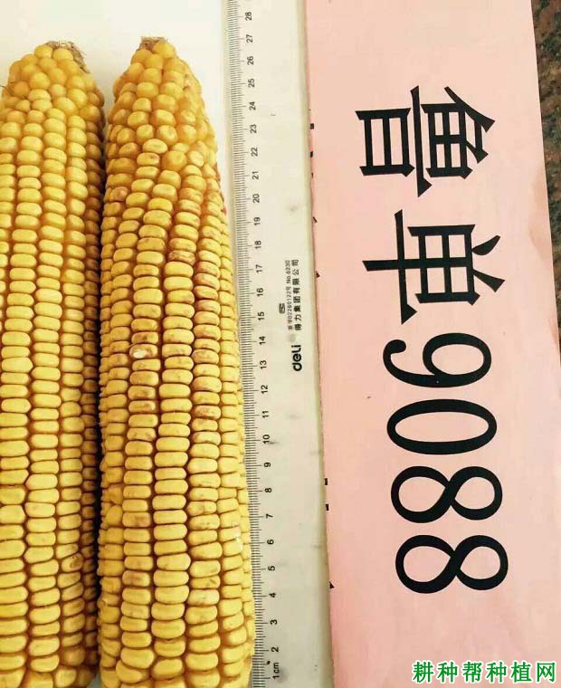 鲁单9088玉米品种好不好? 鲁单9088玉米品种好不好?