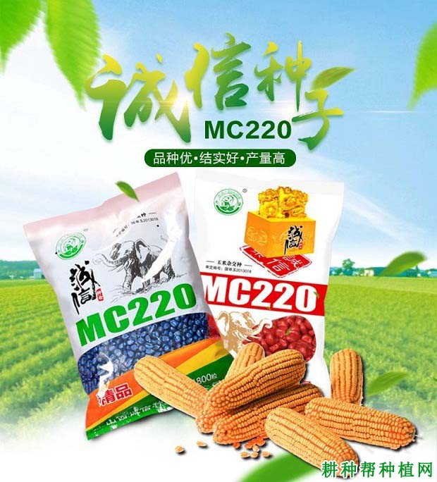MC220玉米品种好不好? MC220玉米品种好不好?
