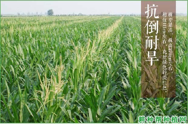 MC220玉米品种好不好? MC220玉米品种好不好?