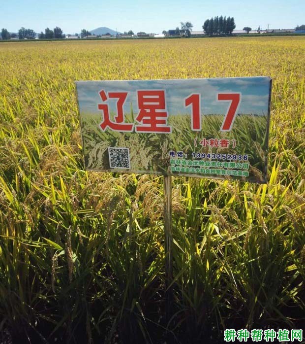 辽星17水稻品种好不好? 辽星17水稻品种好不好?