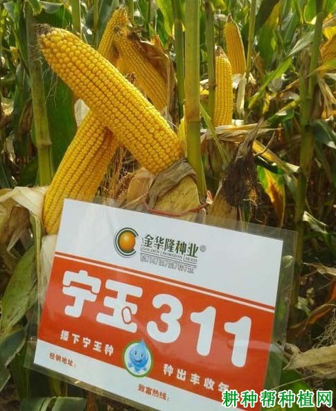 宁玉311玉米品种好不好? 宁玉311玉米品种好不好?