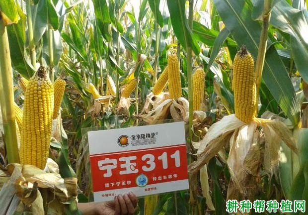 宁玉311玉米品种好不好? 宁玉311玉米品种好不好?